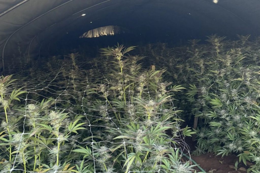 Deputies seize nearly 7,000 marijuana plants in Northern California drug bust