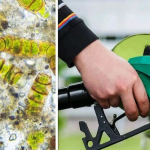 Algae Biofuel