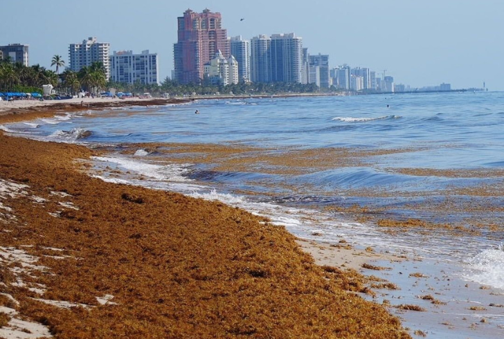 Harvesting algae for algae biofuel