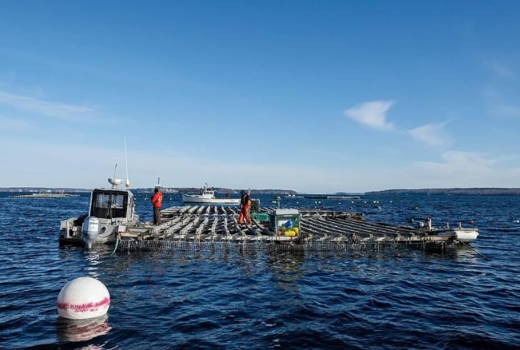 New Zealand seaweed farming 