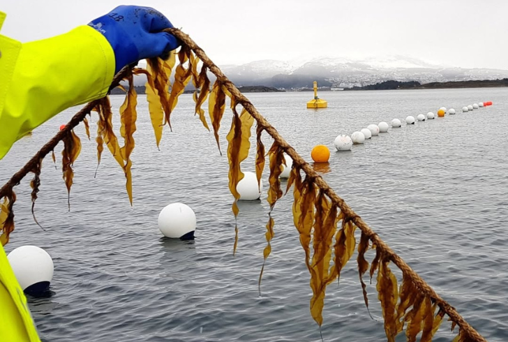 Norwegian seaweed farmers harvesting crops