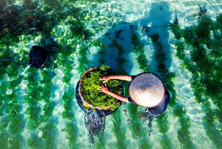 South Korean worker harvesting seaweed