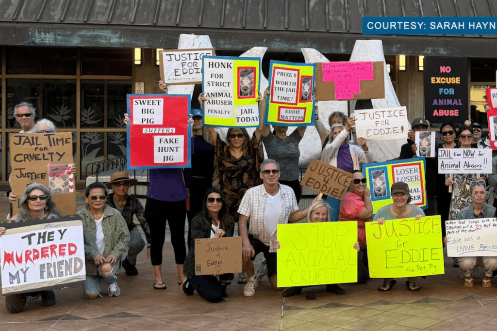 2-day jail sentence given to Maui pet pig killer