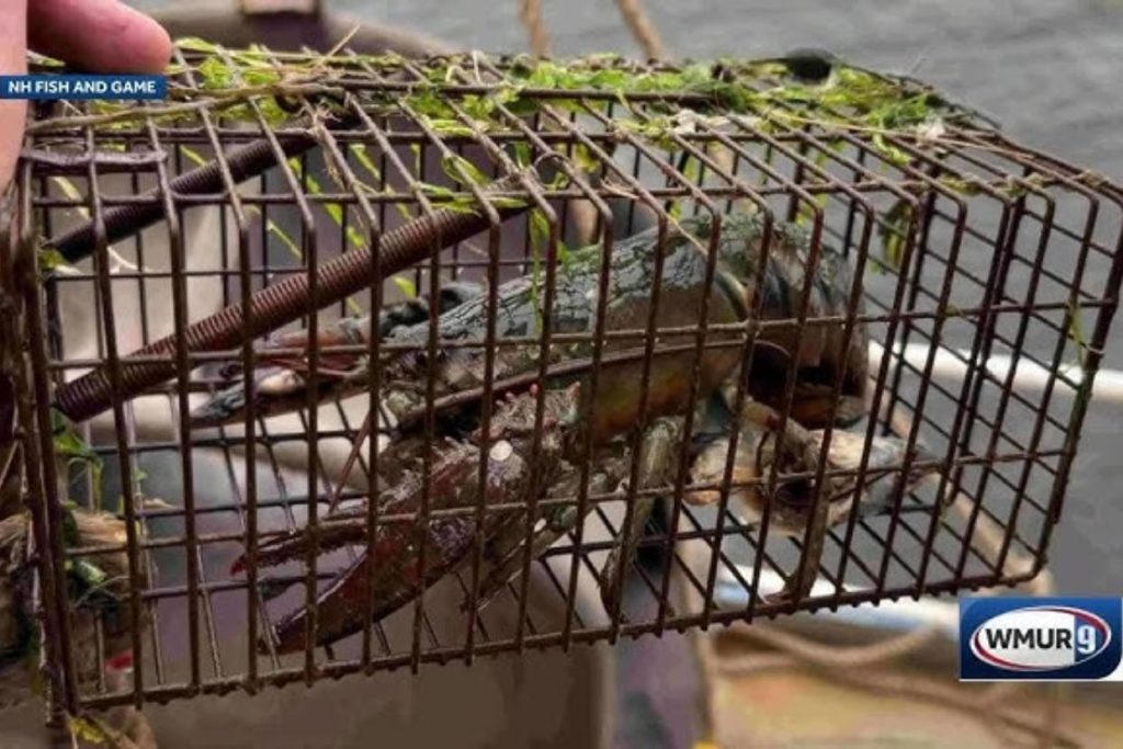 Ship captain pleads guilty to poaching marine species, using stolen traps