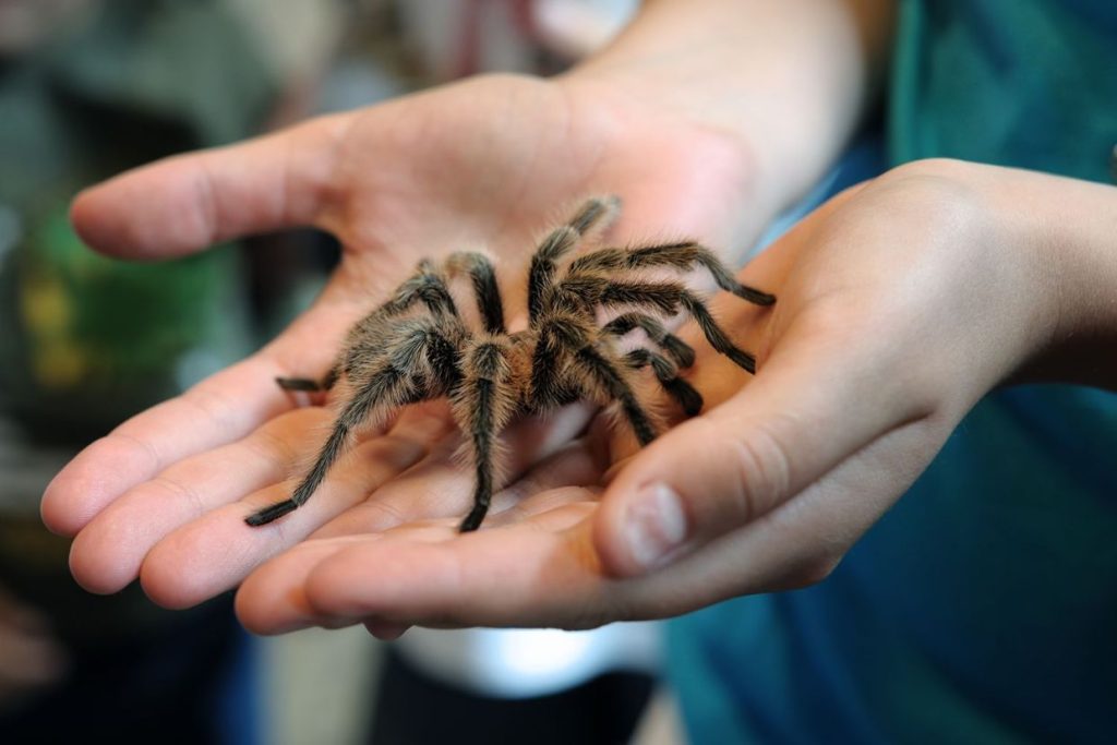 Authorities Investigate 1,500 Tarantulas Discovered Inside Cake Boxes at German Airport