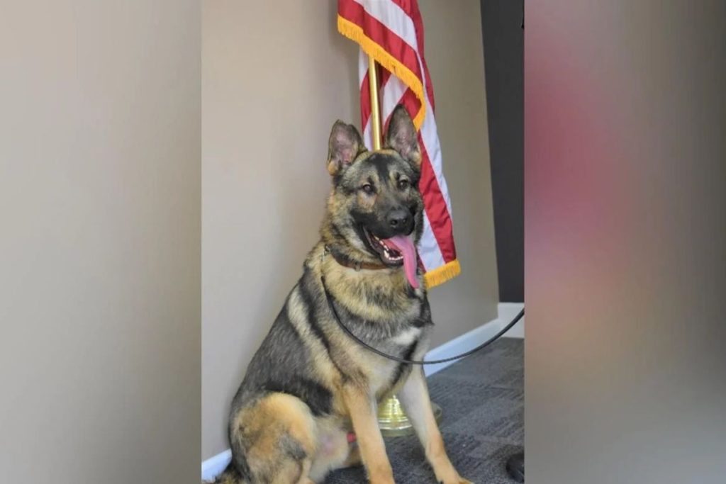 You’ll Never Guess Which K9 Hero Suffered a Tragic Fate…