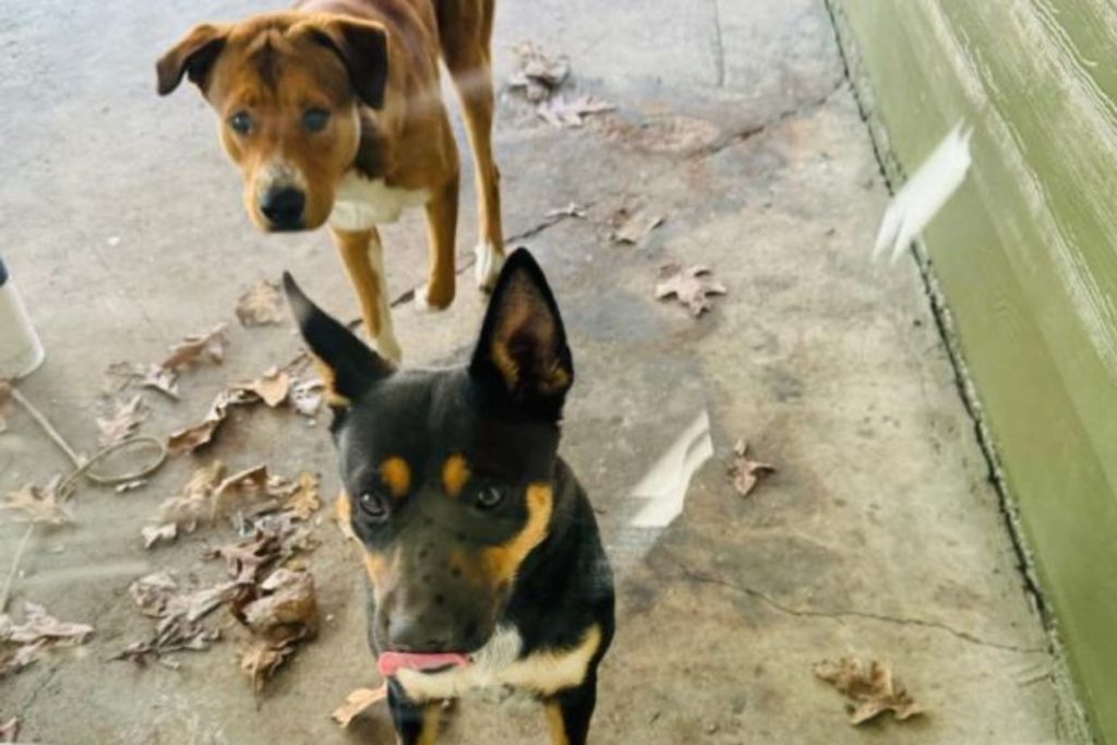 It Still Had Hair on It — And That Was Just the Start