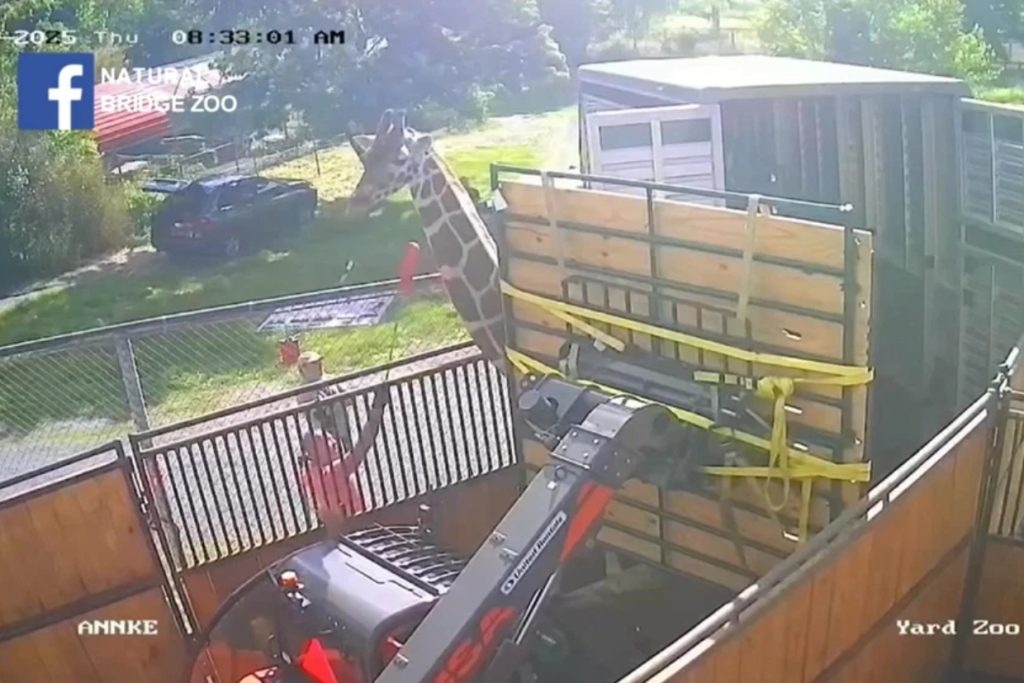 Something Went Terribly Wrong at a Virginia Zoo… and Now a Giraffe Is Gone