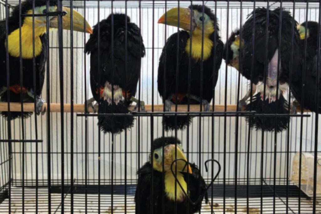 Man accused of smuggling 14 toucans in vehicle