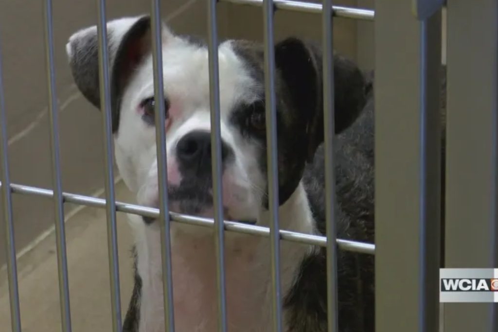 Macon Co. Couple Facing Shocking Animal Cruelty Charges—Details Inside