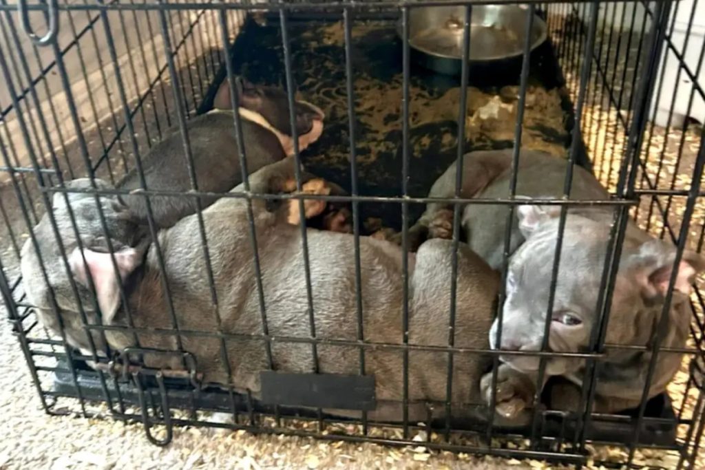 Middle Island Horror: Dealer’s Fentanyl Den Held Puppies in Filth