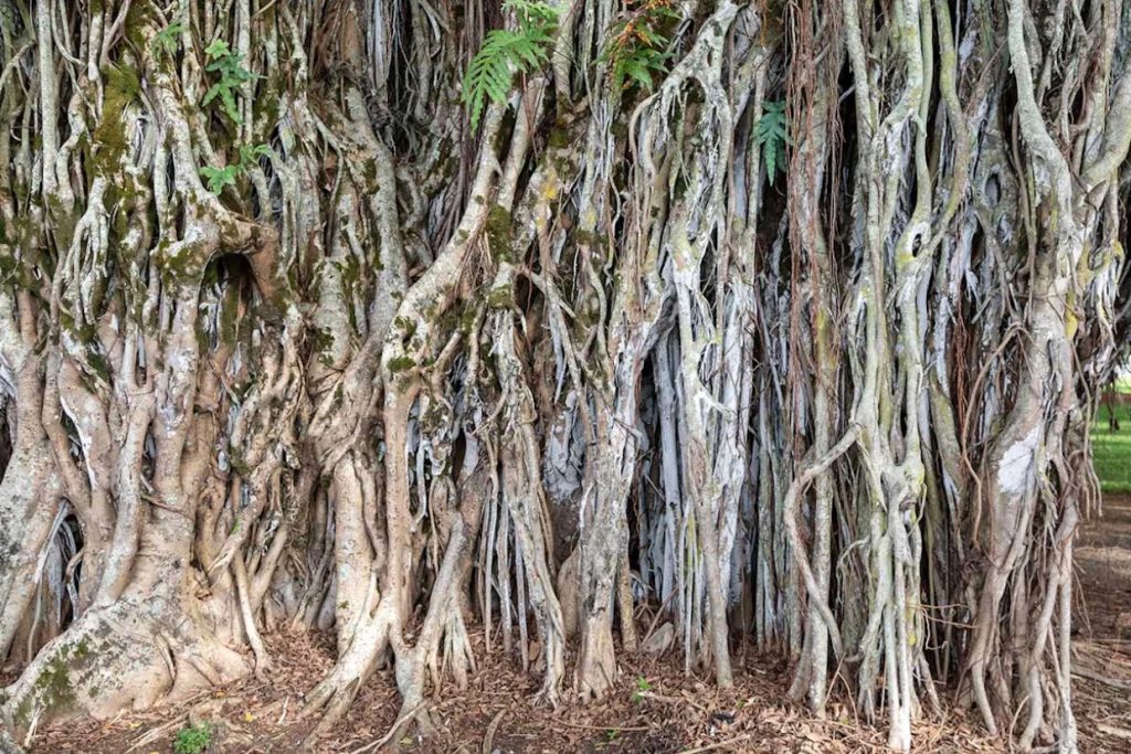 Hawaii’s Beloved Banyan Tree Crashed Down. The Shocking Discovery Beneath It Will Haunt You