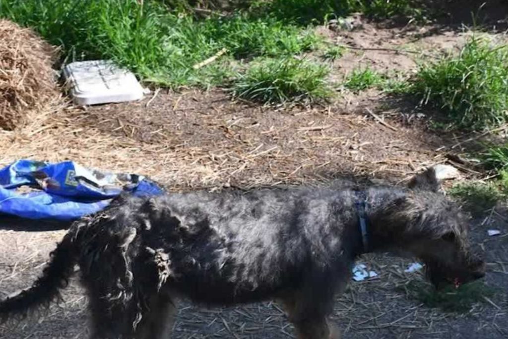 Madison Horror: Man Faces 40+ Charges Over Decomposed Dogs