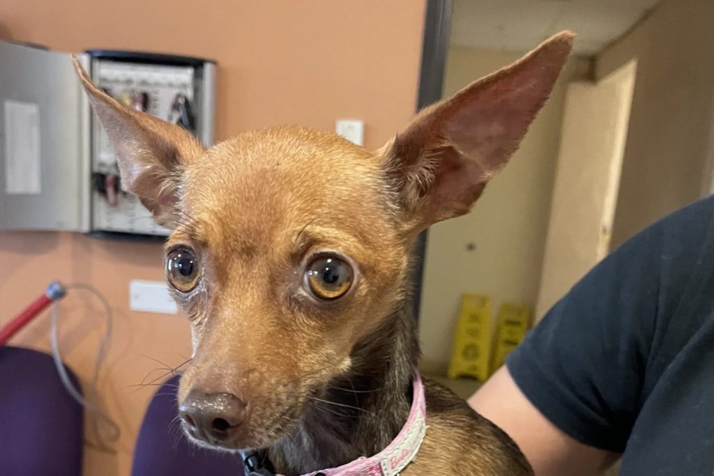 Spring Valley woman accused of hitting Chihuahua could face cruelty charges