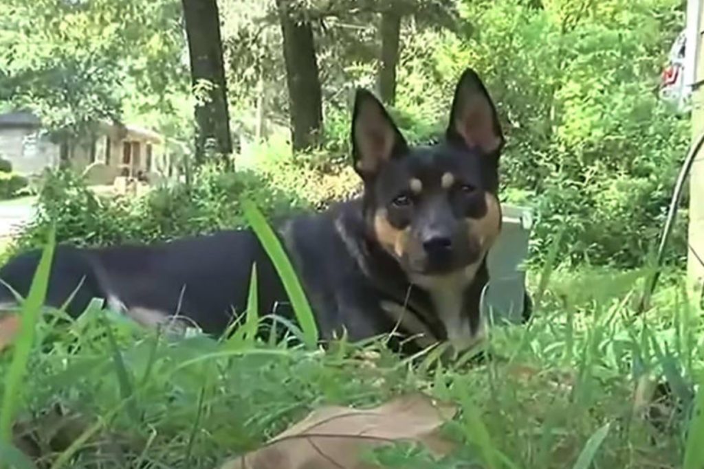 Alabama Dog Brings Home Human Bones for Nearly a Year—What’s Going On?