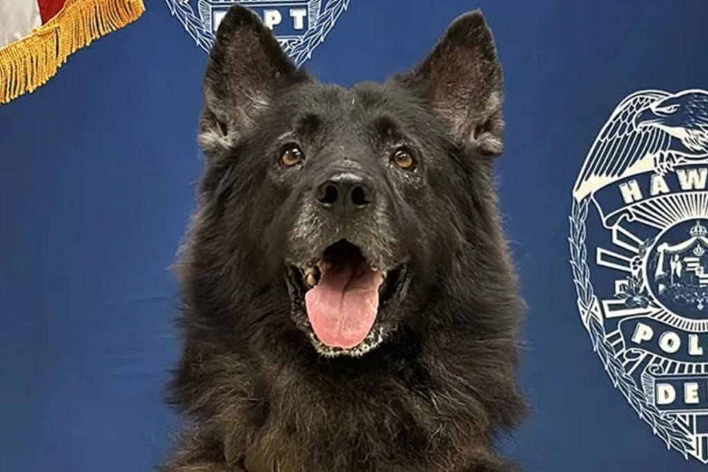 Hawai‘i Police K‑9 Left in Hot Car Dies—Department Launches Criminal Probe