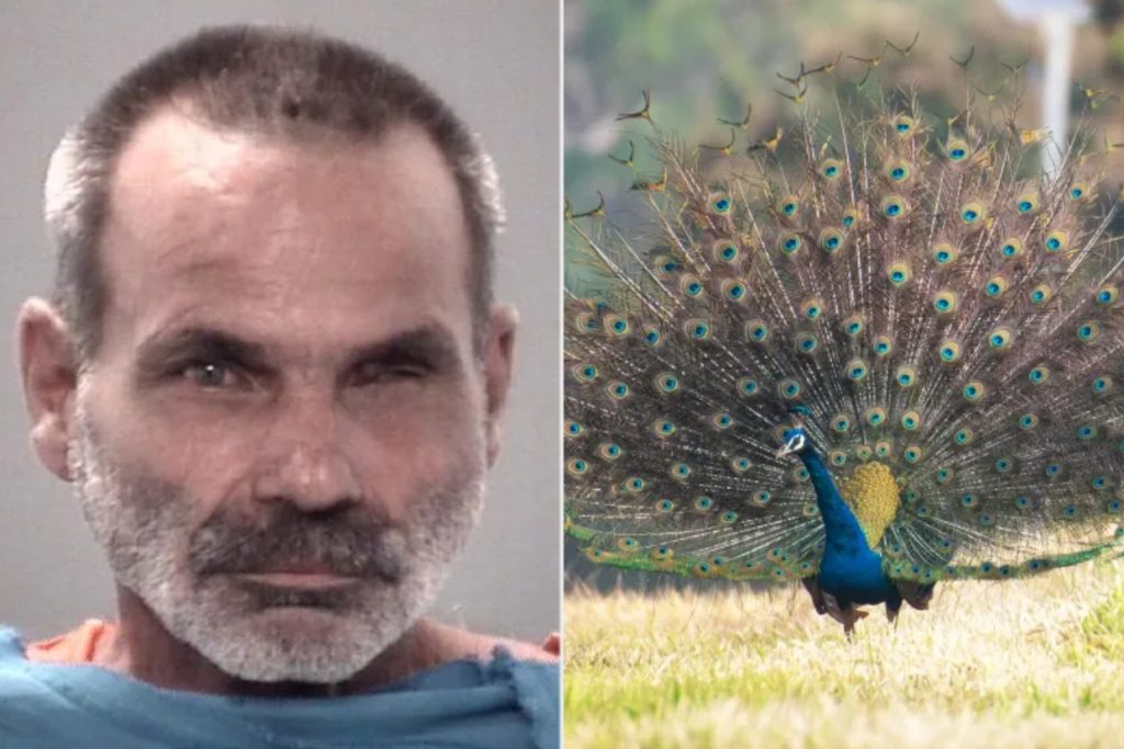 Neighbors horrified as Florida man accused of eating pet peacocks alive