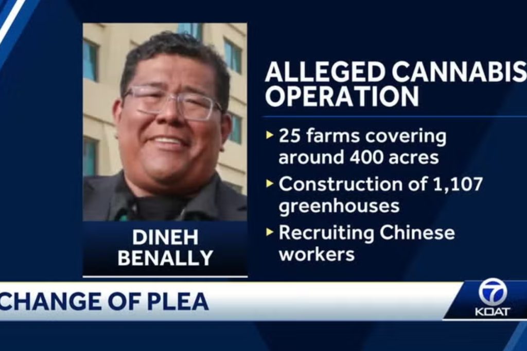 Secret Marijuana Farms in New Mexico Exposed After Federal Plea Deal