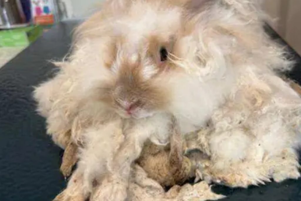 Wallaby and Dozens of Exotic Pets Pulled from NY House of Horror