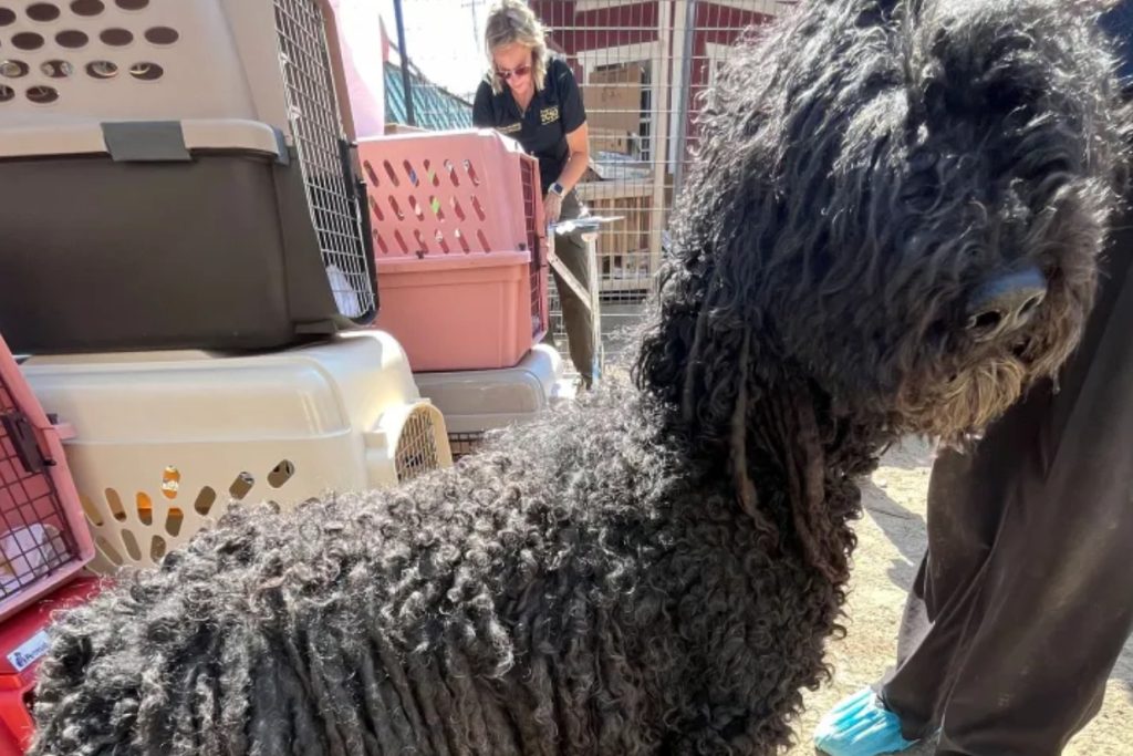 Oregon Puppy Mill Bust: 44 Dogs Pulled From ‘Unlivable’ House of Horrors