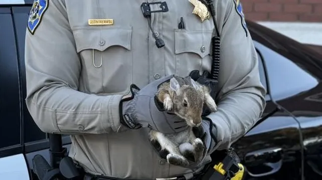 Bunny rescued on Bay Bridge: CHP