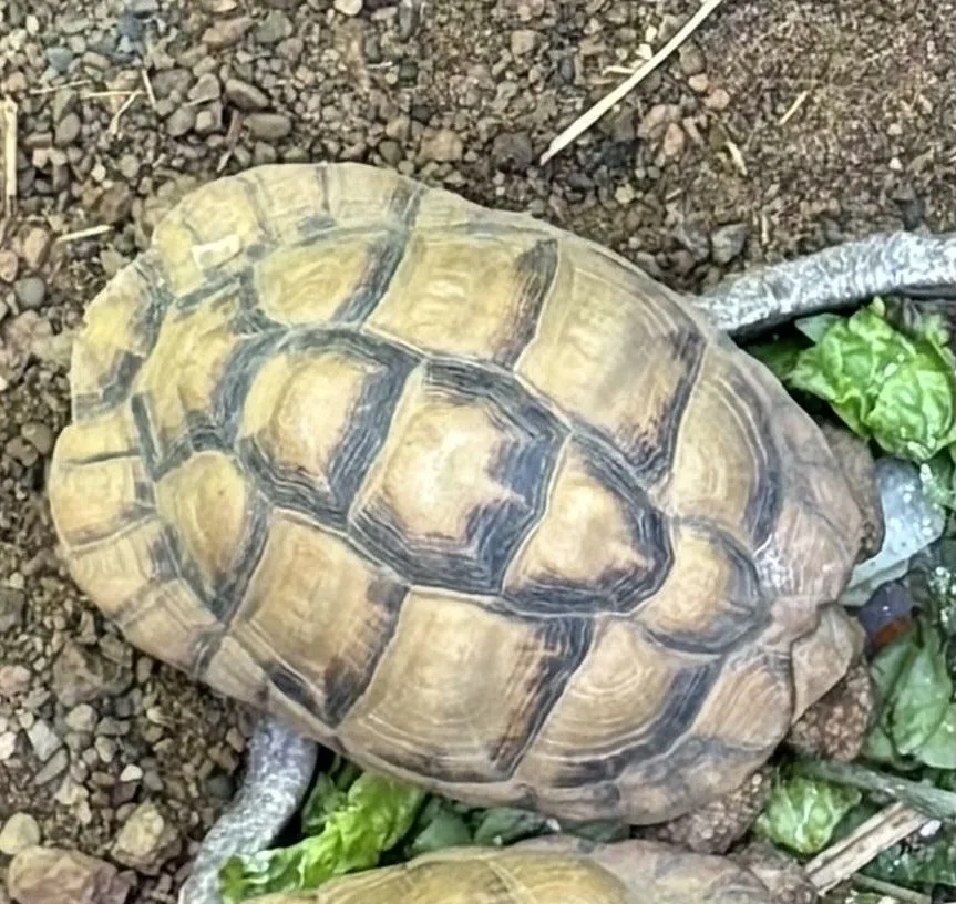 Stolen zoo tortoises found dumped in park an hour from Indianapolis