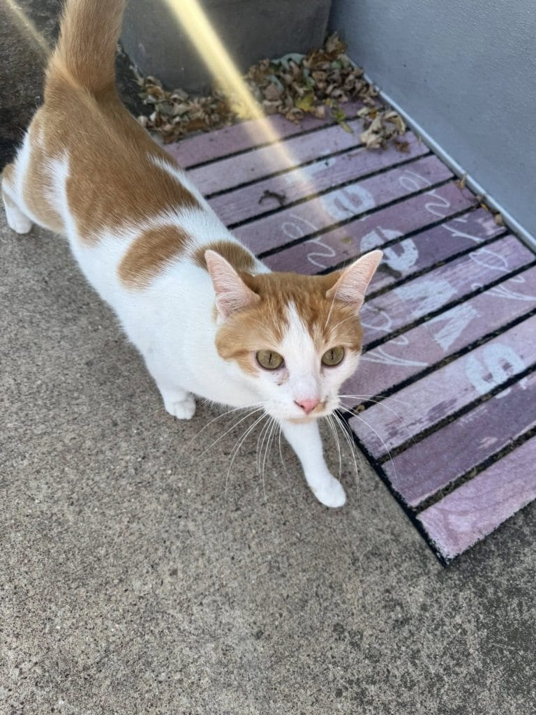 Neighbors call for change after Kaukauna cop abandons lost cat