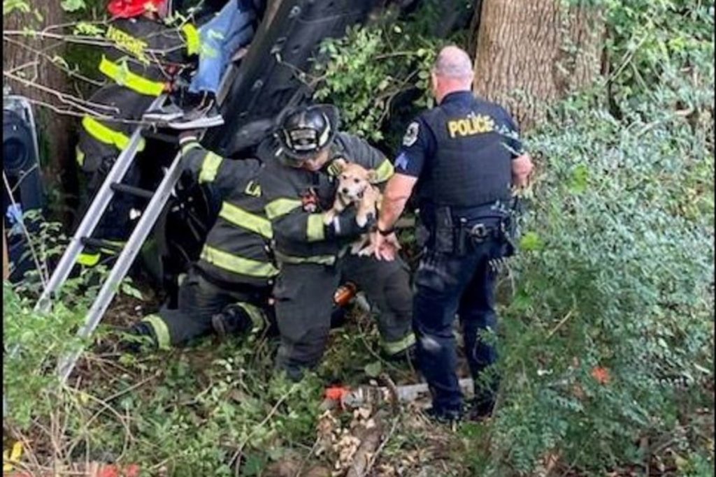 La Vergne Emergency Crews Rescue Driver and Dogs from Single-Vehicle Crash on Blair Road