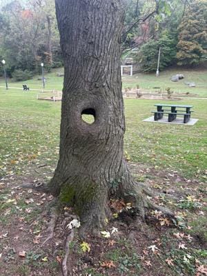 Neosho to remove large tree in Big Spring Park because of safety concerns