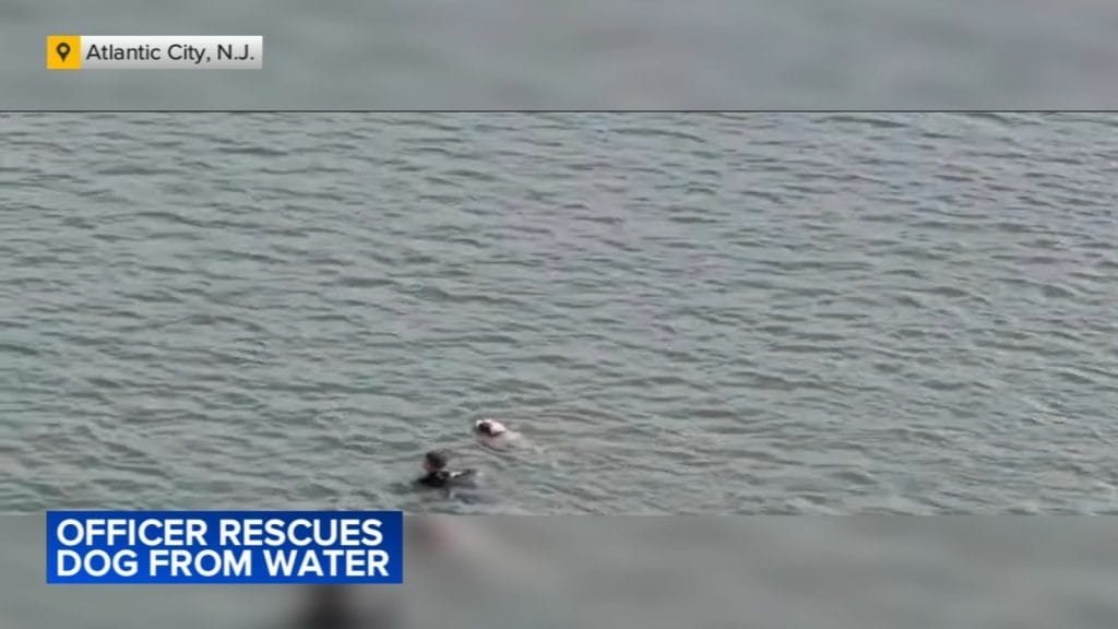 Video shows NJ officer braving bay waters to rescue injured dog