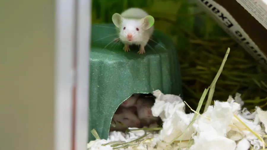 Pasadena Humane rescues nearly 100 small pets from single home