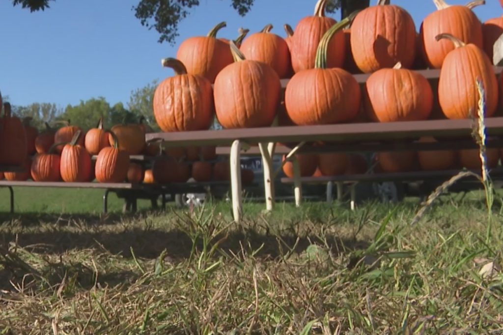 Pickerington Pumpkin Heist Stuns Town, Thousands in Gourds Gone