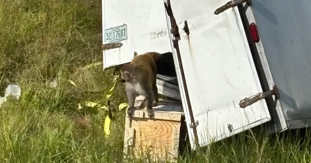 Escaped monkeys ‘destroyed’ after Mississippi police mistakenly told they’re a danger
