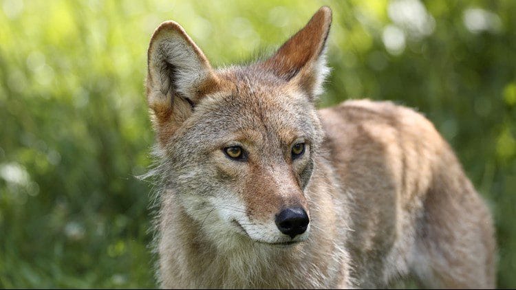 9-year-old hospitalized after being grabbed by coyote in Portland’s Alameda neighborhood