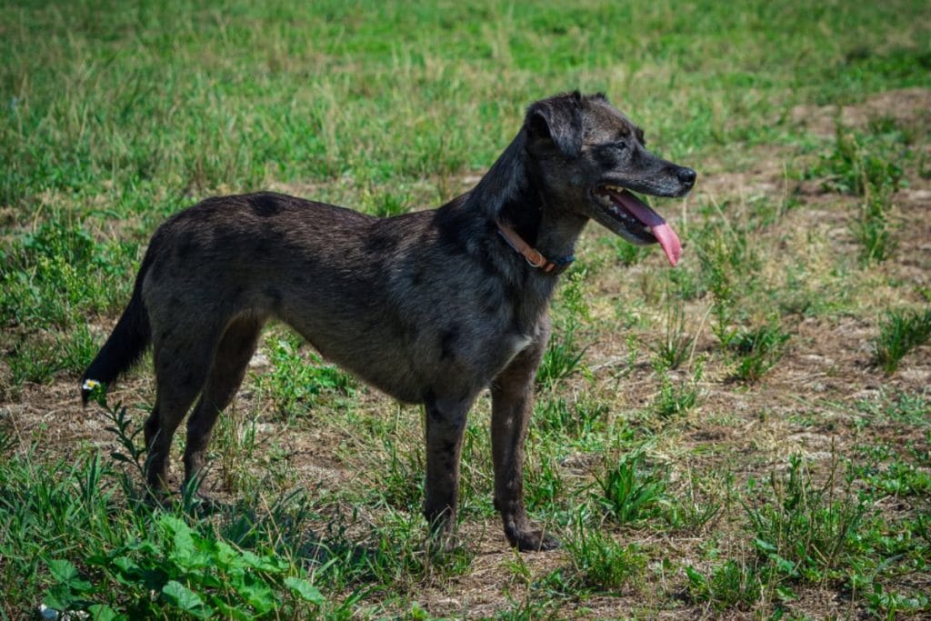 Staring Lake Dog Park in Eden Prairie to Close for a Week of Safety Upgrades