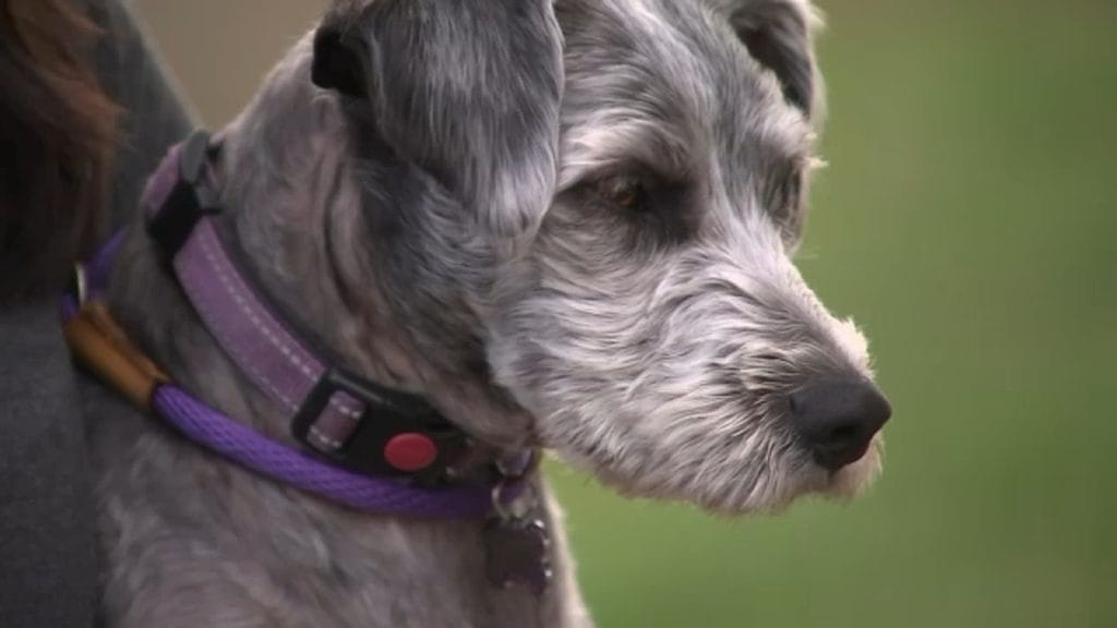 She was just sitting there:’ Woman’s dog hospitalized after ingesting meth at Los Alamitos park
