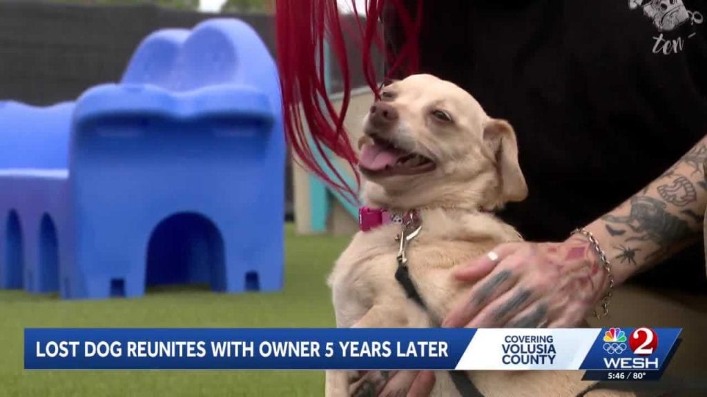 Missing Mississippi Chihuahua mix found in Central Florida 5 years later