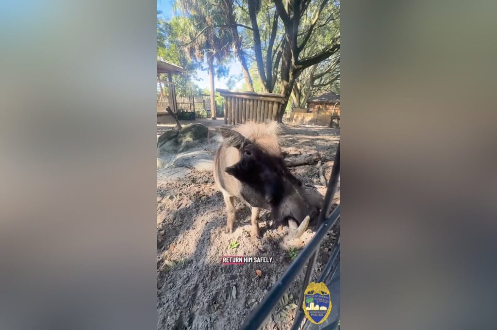 Jacksonville Zoo’s Once-Missing Warthog Mateo Fathers Litter After Dramatic Rescue by Local Officer