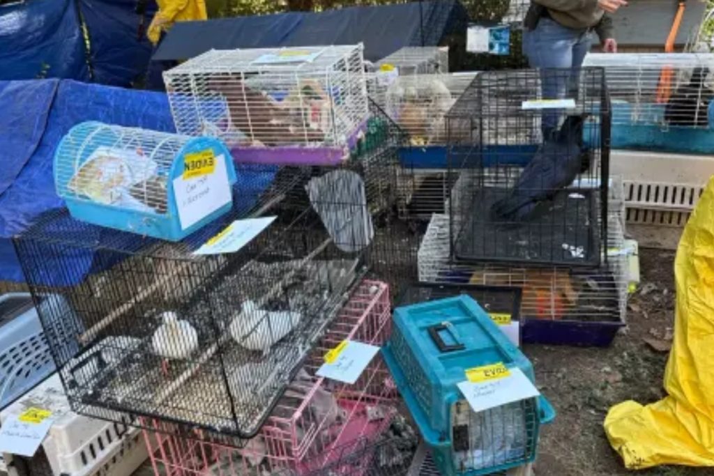 Suffolk County ‘House of Horrors’ Exposed: Hundreds of Animals Found, Elderly Woman in Filth