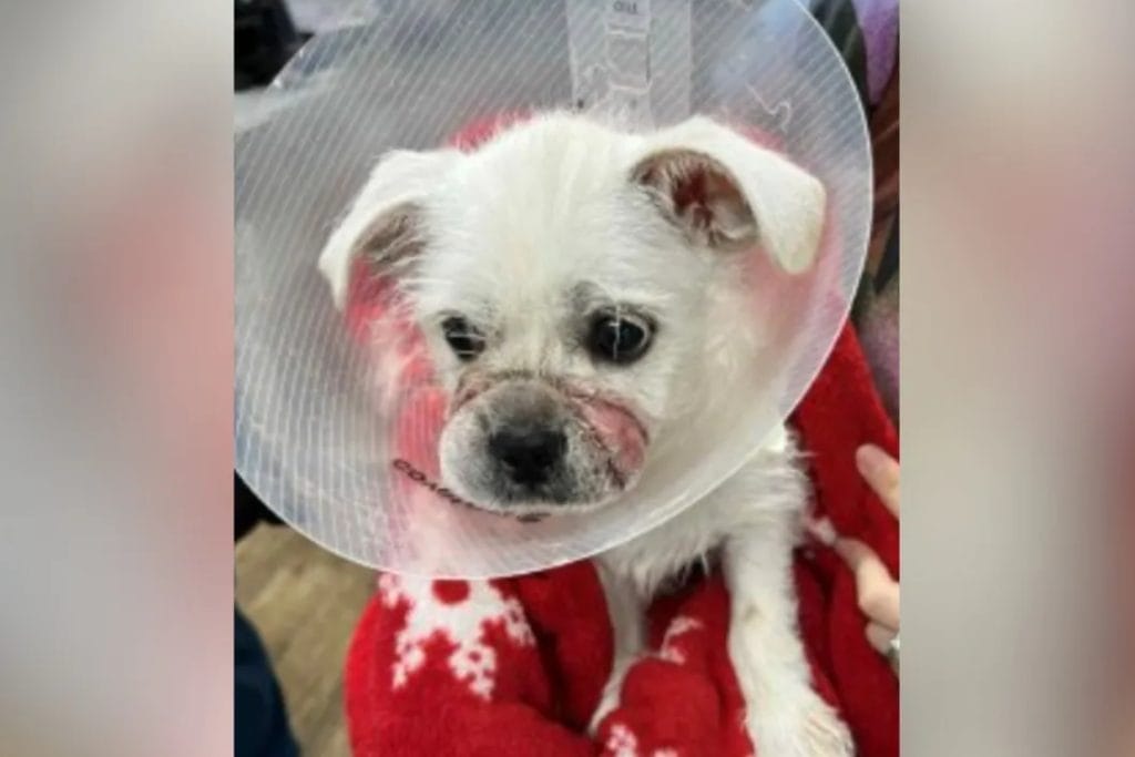 Shocking Discovery in Caroline: Dog Found Emaciated, Muzzle Bound with Hair Bands – Mother and Daughter Arrested