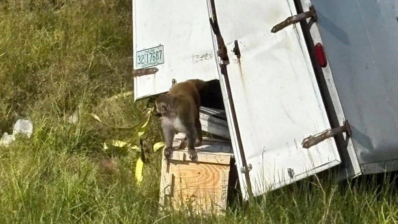 Monkeys heading to Florida laboratory escape after crash in Mississippi