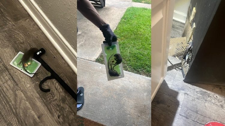 ‘I barricade myself in my bedroom’: Clear Lake woman says rats have taken over her apartment