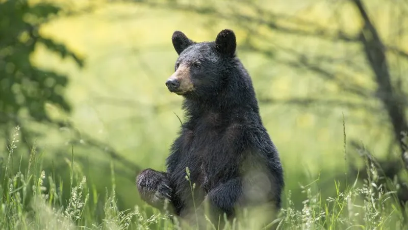 Wrong bear killed after Missouri man attacked in Arkansas: Officials