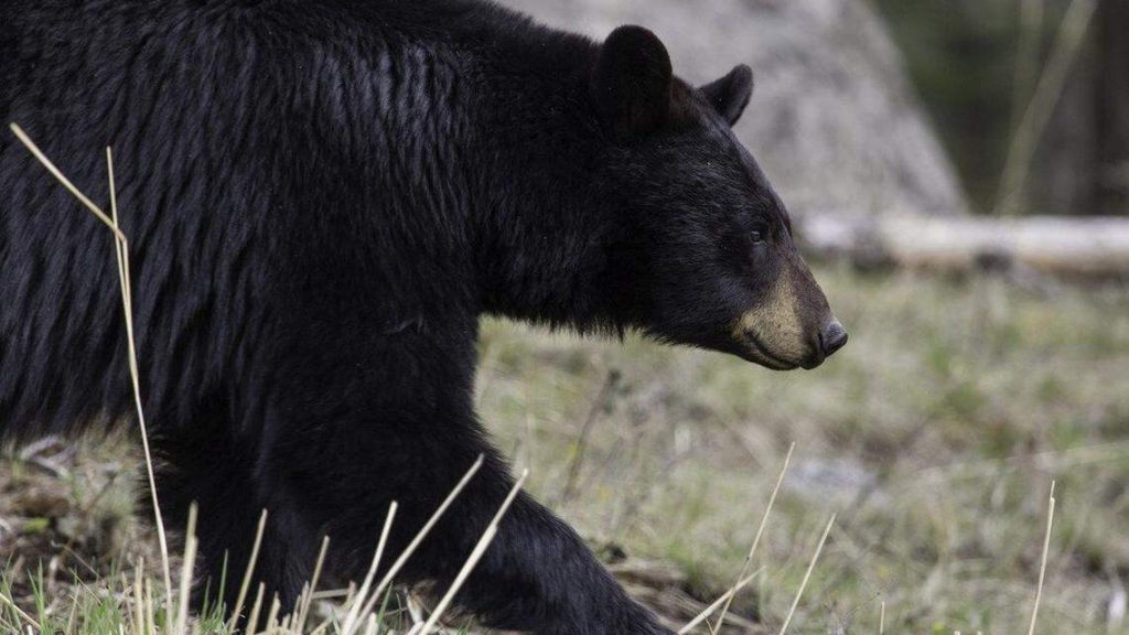 Bear killed in Carolina Forest after being hit by vehicle. What we know
