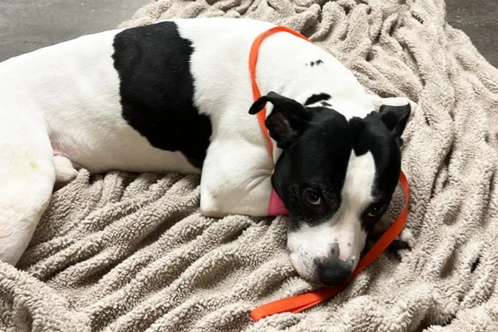 Hero Pit Bull Saves Girl from Attacker, Then Flung from Balcony in Shocking Act!