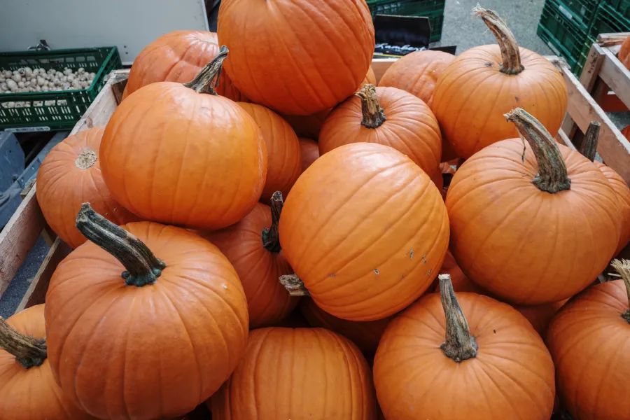 Largo man charged after smashing nearly $500 worth of pumpkins