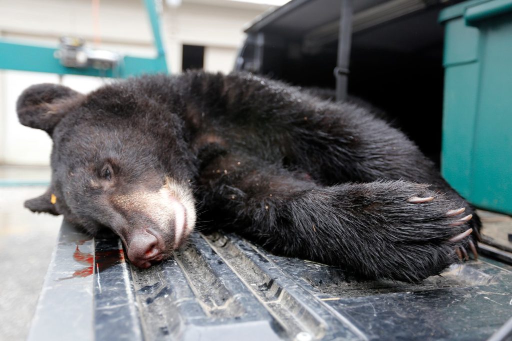 N.J.’s controversial bear hunt just killed 368 bears — and it’s not over yet