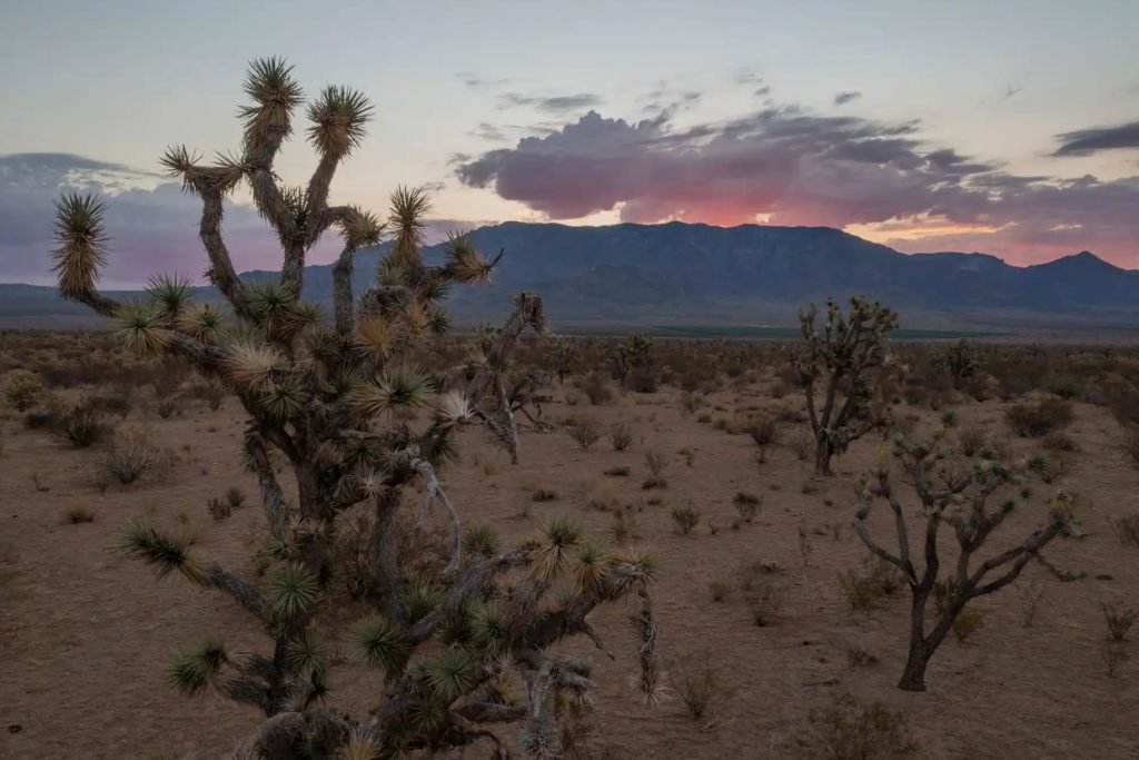 Desert Nightmare in Arizona: Woman Found Stuffed in Large Cardboard Box