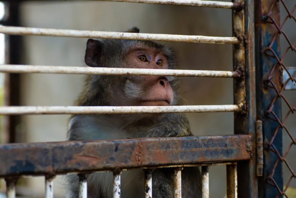 Outrage as New Jersey Moneyman Gets 4 Years for Funding Monkey Torture