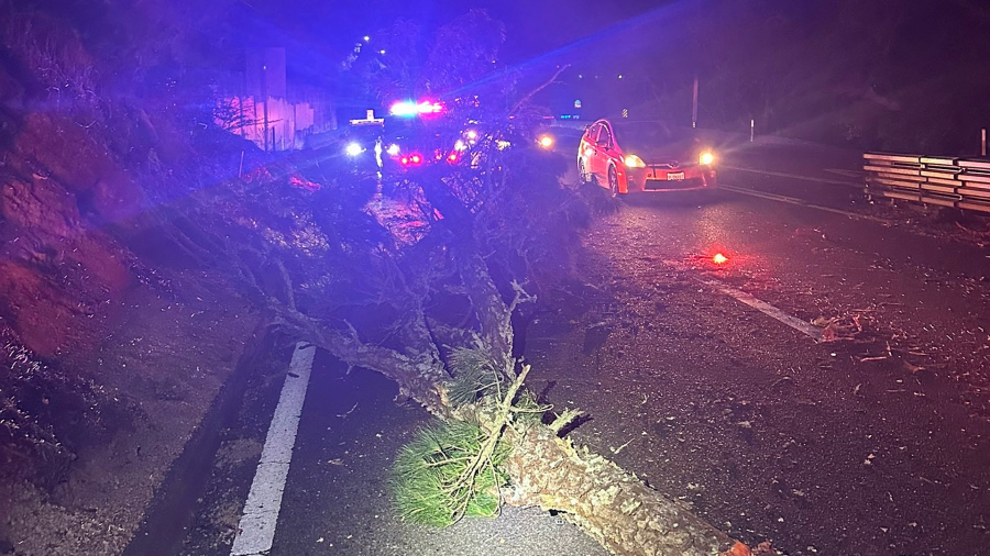 Tree topples onto car on Highway 17, injuring driver: CHP Santa Cruz